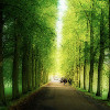 Avenue of trees 100x100