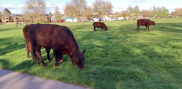 Cambridge Cows