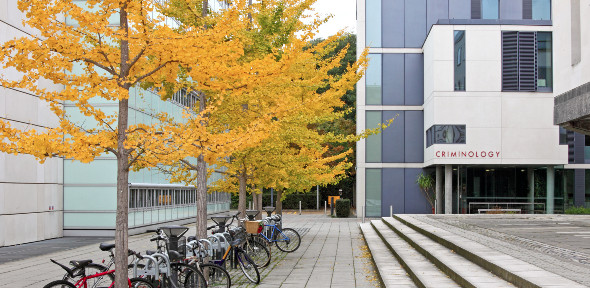 Criminology Building trees bikes 590x288