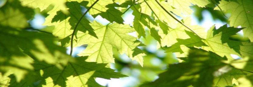 carousel_horse_chestnut_leaves883x288.jpg