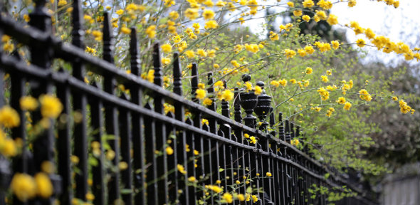 Car 2 railing flowers